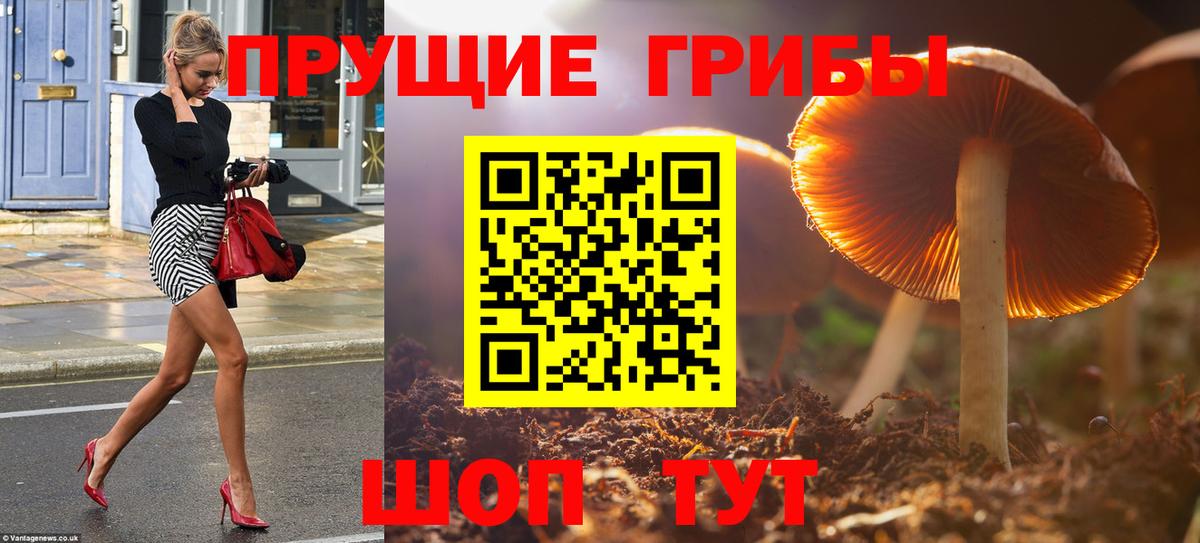 Галлюциногенные грибы Psilocybe Мурманск